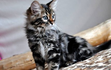 Can a Maine Coon x Bengal be long haired or will it always be short haired   rcats